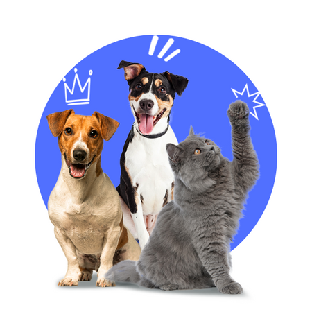 Pets